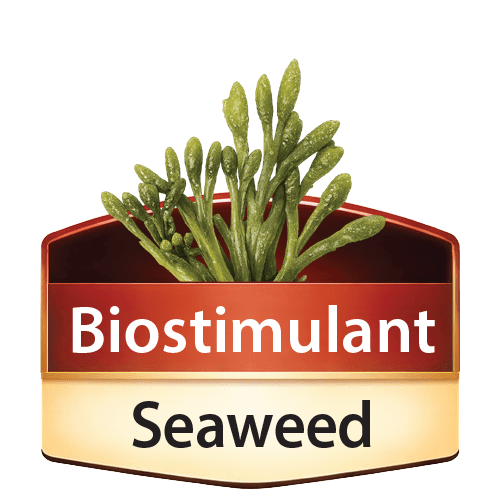 Seaweed icon