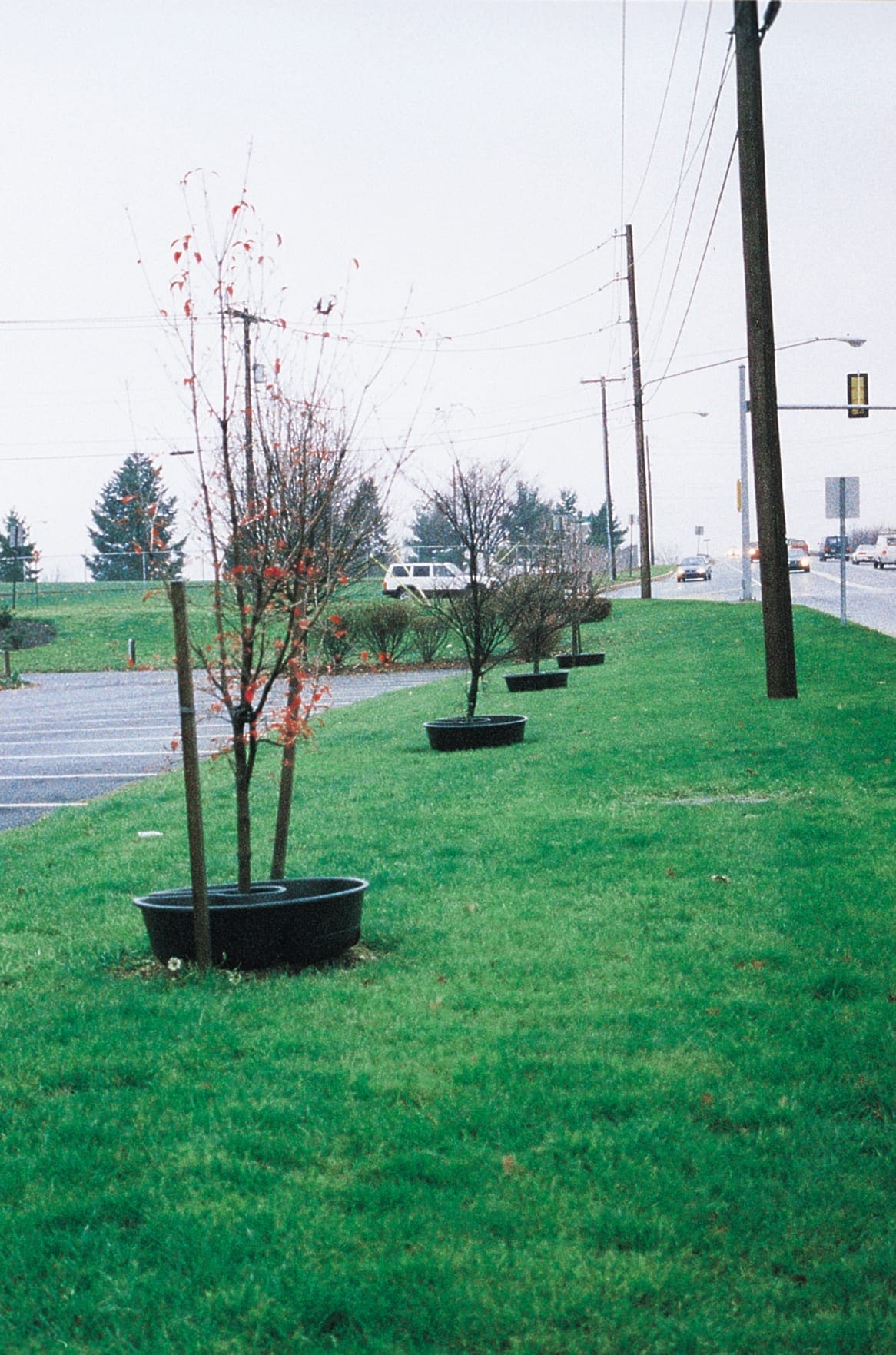 Tree Rings - Image 8