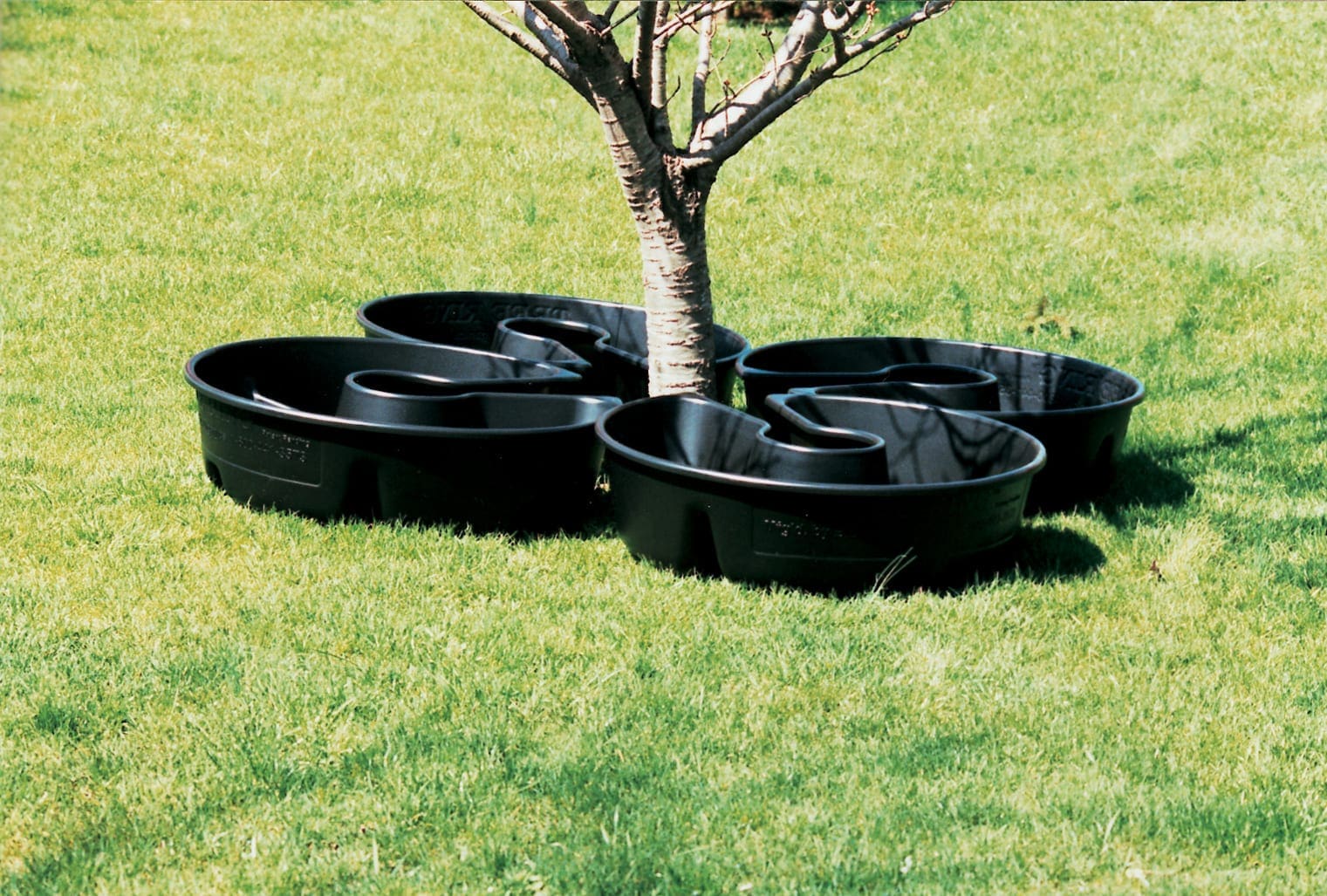 Tree Rings - Image 4