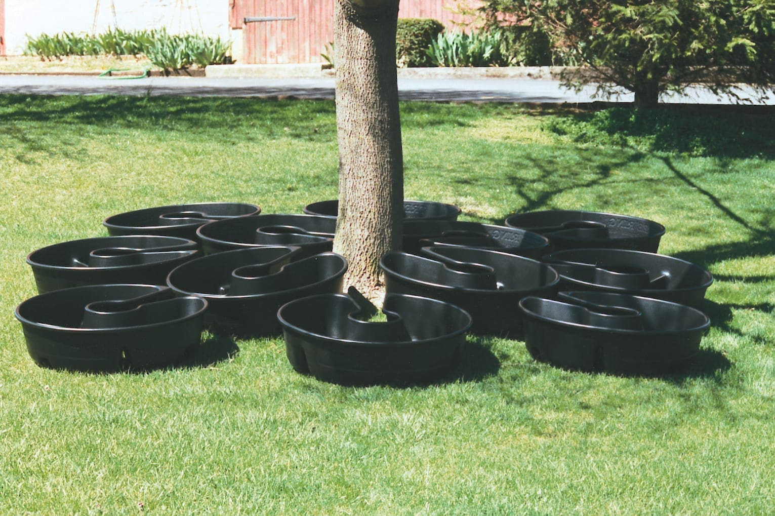 Tree Rings - Image 5